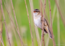 Reed Singer on Reed stalk, Netherlands